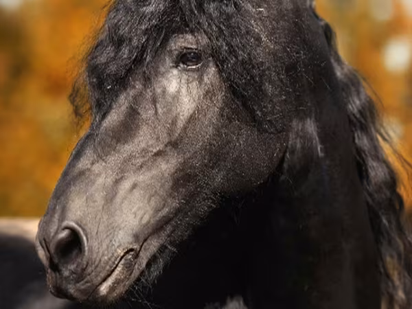 حصان, Friesian