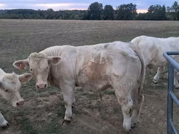 ثور, Charolais cattle