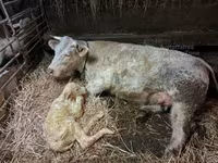 ثور, Charolais cattle — الصورة 2