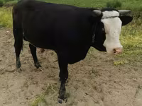 Producem și vindem granule pentru animale si păsări — photo 2