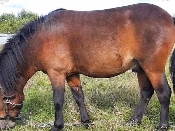 Hengst, American shetland pony