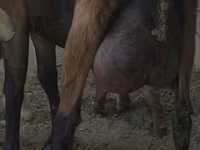 母山羊, Czech Brown Shorthaired goats — 照片 1