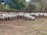 Sheep, Baerchuke sheep — photo 2