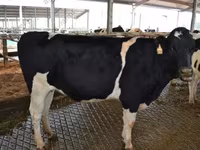 Cow, Holstein breed — photo 3