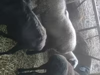 Ram, Rhon sheep — photo 2