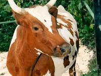 ძროხა, აირშირული — ფოტო 2