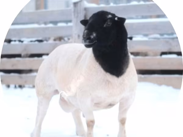 Ram, Dorper sheep — Russia