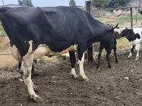 母牛, Russian Black pied cattle — 照片 1