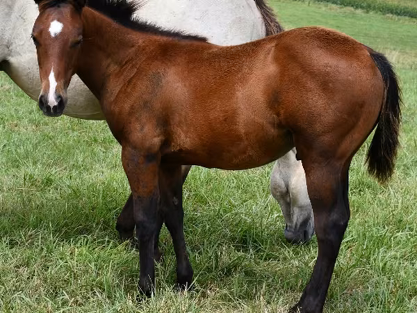 حصان, Quarter Horse