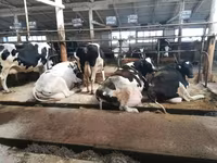 Cow, Holstein breed — photo 2