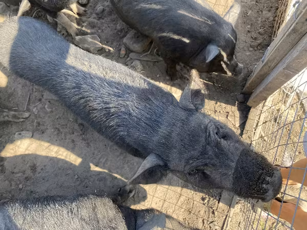 Eber, Schweine — Russland