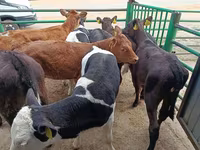 गाय, लिमोज़िन गाय — फ़ोटो 7