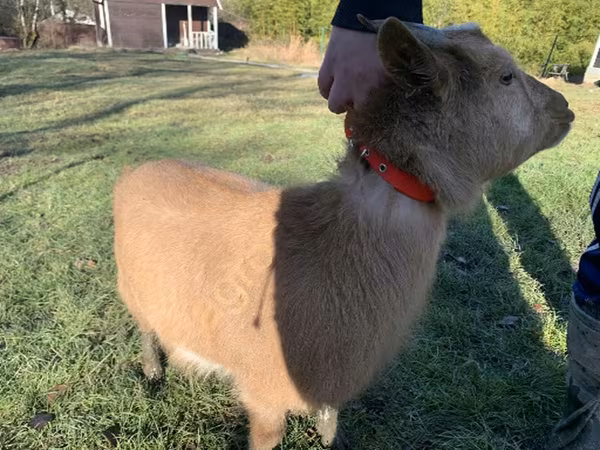 母山羊, Goats — 俄罗斯