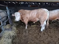 Toro, Ganado vacuno — foto 6