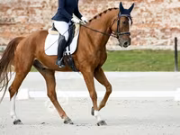 حصان, Friesian sport horse — الصورة 3