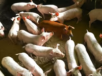 Eber, Schweine — Foto 1