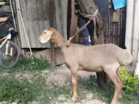 मेढ़ा, Edilbay sheep — फ़ोटो 7