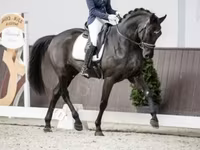 Caballo, Caballos — foto 1