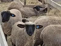 ცხვარი, Blackheaded Persian sheep — ფოტო 3