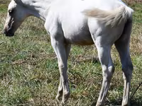 فرس, Quarter Horse — الصورة 3