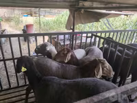 मेढ़ा, भेड़ — फ़ोटो 2