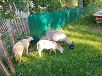 Goat, Kejobong goat — photo 3