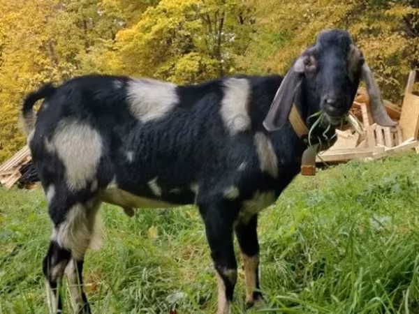 თხა, Nubian Goat — რუსეთი