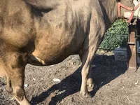 Cow, Alatau breed — photo 3