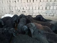 كبش, Rhon sheep — الصورة 4