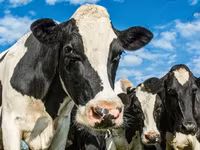 Bull, Russian Black pied cattle — photo 7