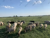 मेढ़ा, Hissar sheep — फ़ोटो 6