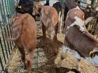 गाय, लिमोज़िन गाय — फ़ोटो 5
