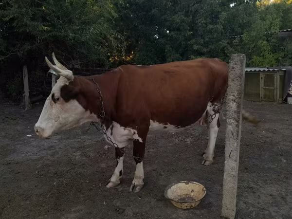 母牛, Cattle