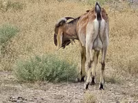 თხა, Nubian Goat — ფოტო 3