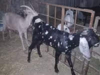 თხა, Beetal goats — ფოტო 2