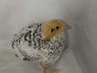 Quails — ფოტო 5