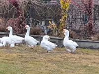 Geese — फ़ोटो 6