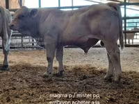 ხარი, Charolais cattle — ფოტო 7