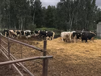 Vaca, Raza Holstein — foto 6