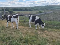 Bull, Cattle — photo 3