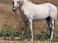 حصان, الخيول — الصورة 1