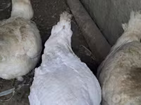 Turkeys — Foto 4