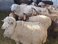 Oveja, Tian-Shan semifinewool sheep — foto 4