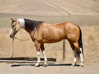 فرس, Quarter Horse — الصورة 1