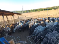 Sheep, Sheep — photo 3