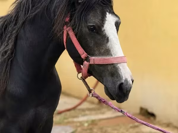 Hengst, Anglo-Arabian — Georgien