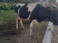 Cow, Holstein breed — photo 4