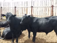 Bull, Russian Black pied cattle — photo 4