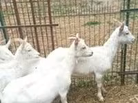 თხა, Saanen goat — ფოტო 3