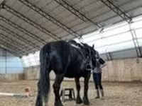 Yegua, Percheron — foto 2
